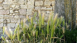 Thumbnail of P1020117-Abbazia-di-Sassovivo.jpg