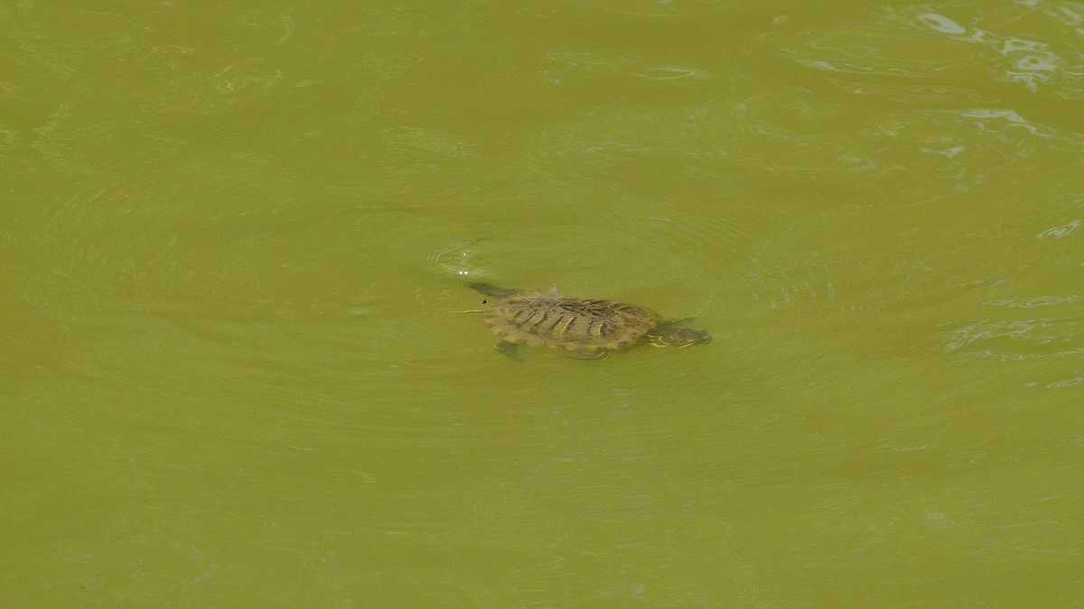P1030903_Villa_Adriana.jpg