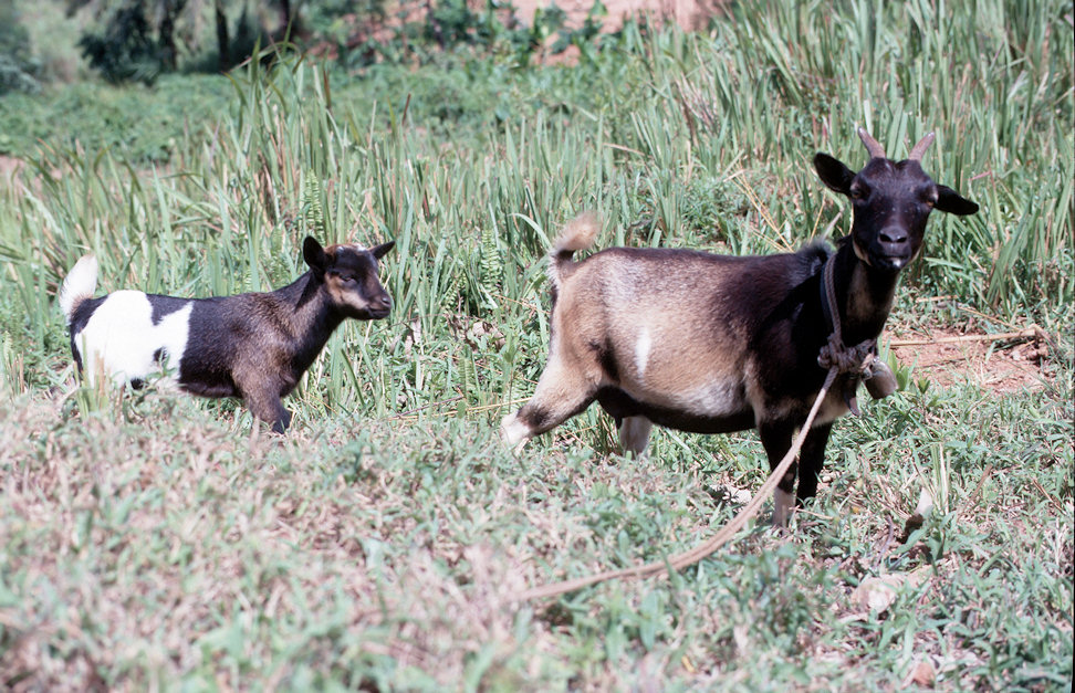 Westafrika 1986-02-069.jpg