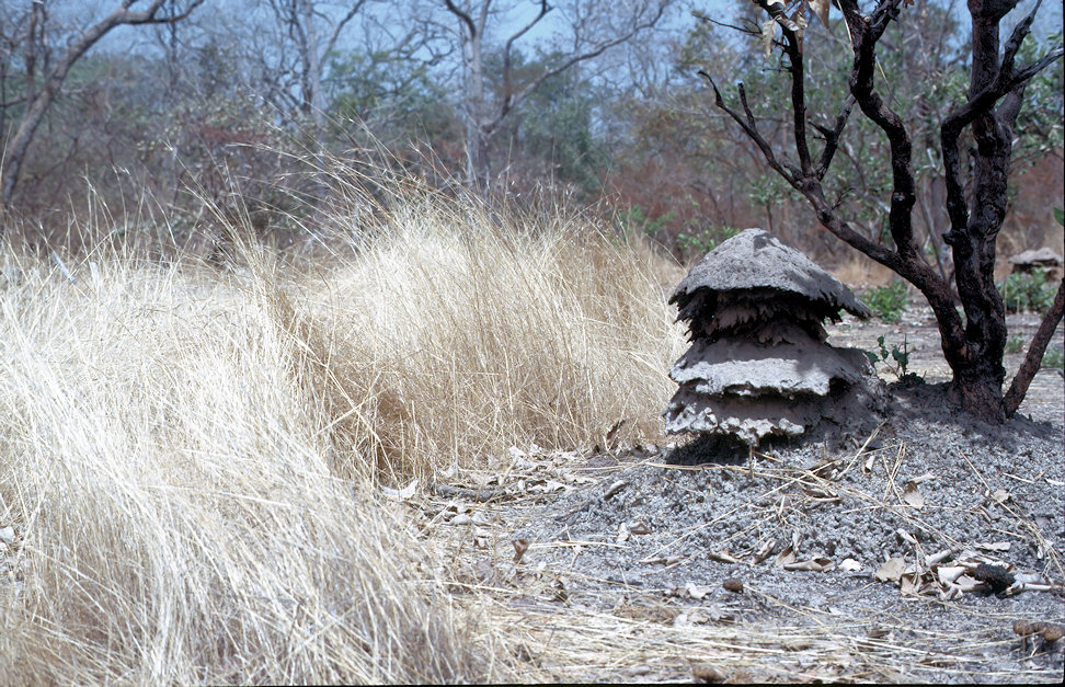 Westafrika 1986-01-074.jpg