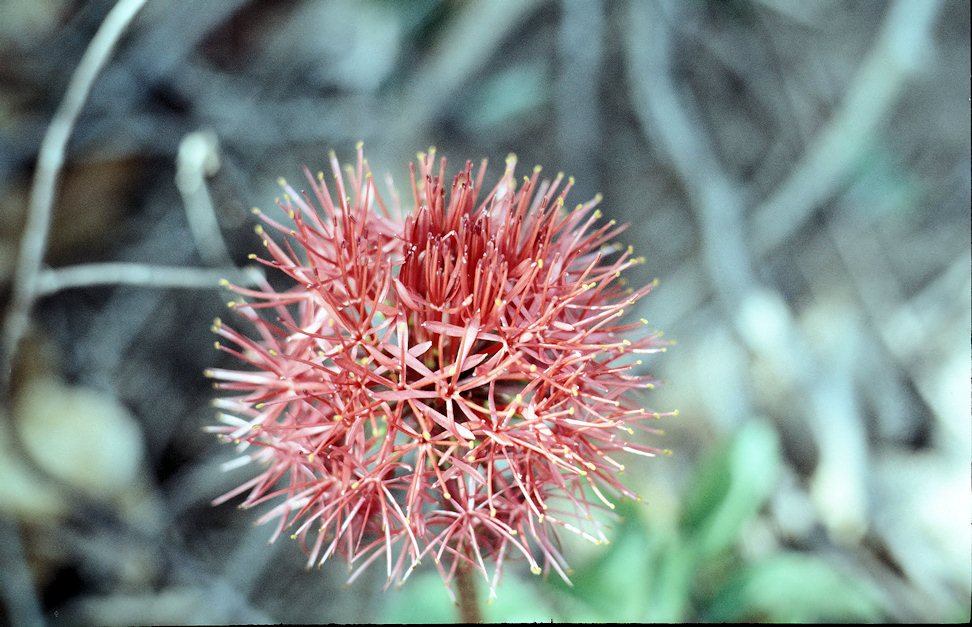 Westafrika 1986-01-088.jpg