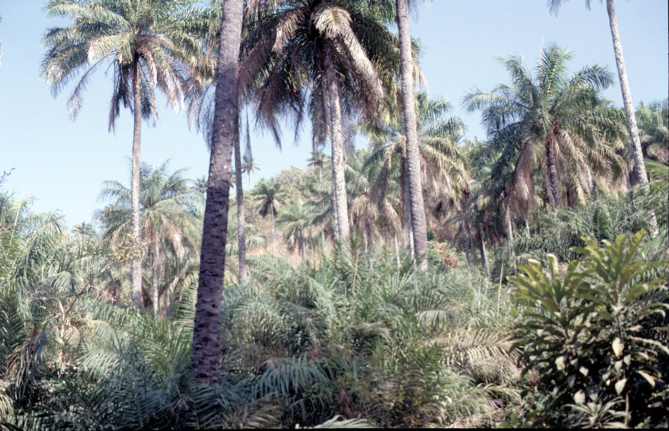 Westafrika 1986-01-090.jpg