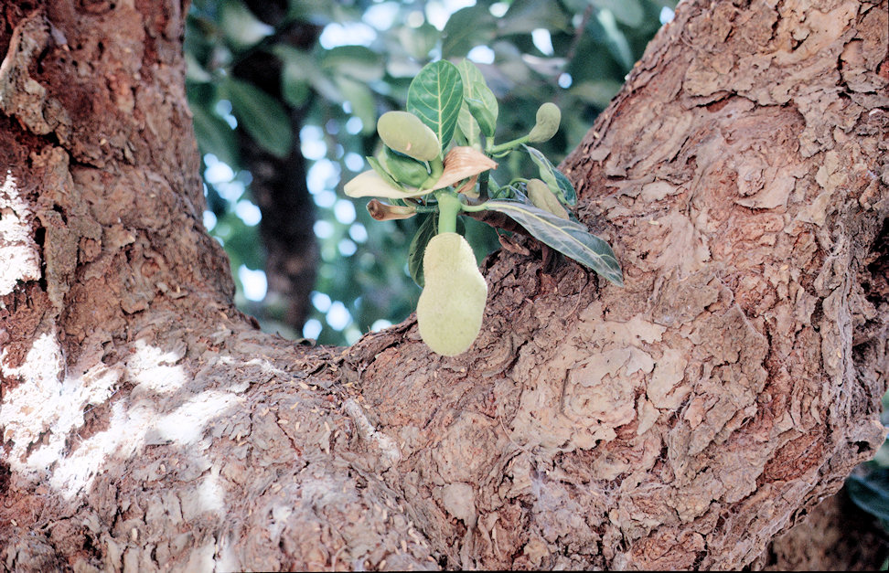 Westafrika 1986-01-036.jpg