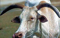 Thumbnail of Sudafrika bis Tansania 1995-03-062.jpg