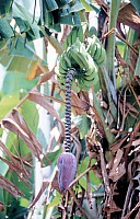 Thumbnail of Sudafrika bis Tansania 1995-03-068.jpg