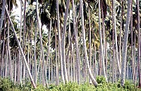 Thumbnail of Sudafrika bis Tansania 1995-03-069.jpg