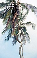 Thumbnail of Sudafrika bis Tansania 1995-03-070.jpg