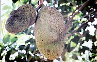 Thumbnail of Sudafrika bis Tansania 1995-03-074.jpg