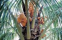 Thumbnail of Sudafrika bis Tansania 1995-03-075.jpg