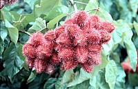 Thumbnail of Sudafrika bis Tansania 1995-03-076.jpg