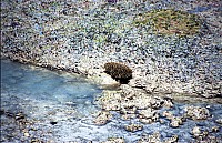 Thumbnail of Sudafrika bis Tansania 1995-03-089.jpg