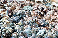 Thumbnail of Sudafrika bis Tansania 1995-03-097.jpg