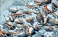 Thumbnail of Sudafrika bis Tansania 1995-03-098.jpg