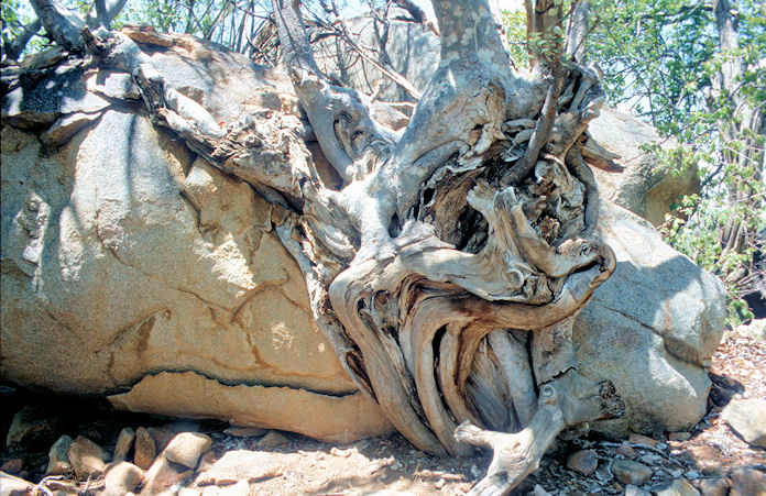 Sudafrika bis Tansania 1995-01-155.jpg