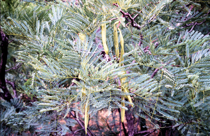 Sudafrika bis Tansania 1995-02-003.jpg