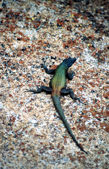 Sudafrika bis Tansania 1995-02-005.jpg