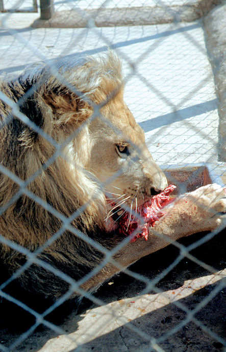 Sudafrika bis Tansania 1995-02-014.jpg