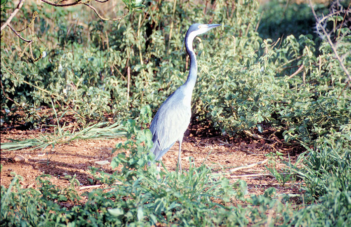 Sudafrika bis Tansania 1995-02-020.jpg