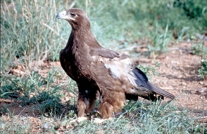 Sudafrika bis Tansania 1995-02-021.jpg