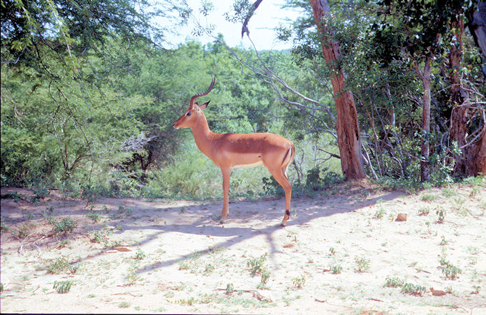 Sudafrika bis Tansania 1995-01-077.jpg