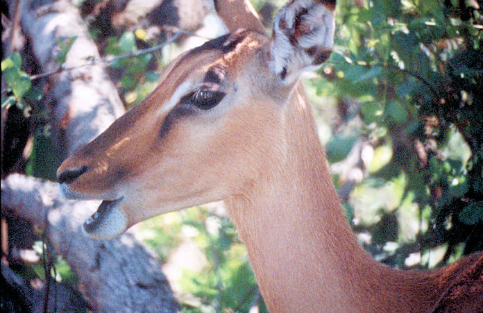 Sudafrika bis Tansania 1995-01-079.jpg