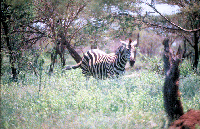 Sudafrika bis Tansania 1995-01-093.jpg