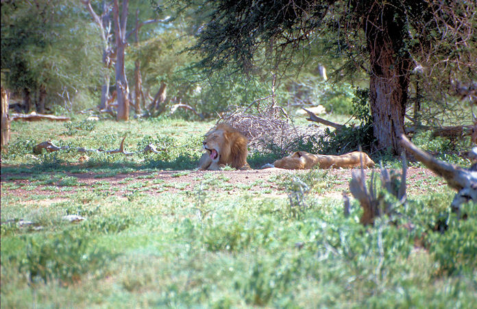 Sudafrika bis Tansania 1995-01-099.jpg