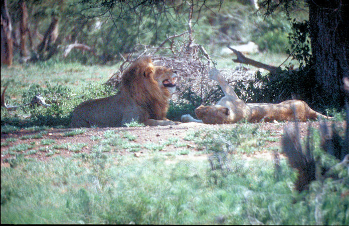 Sudafrika bis Tansania 1995-01-101.jpg