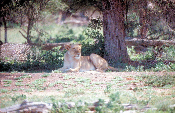 Sudafrika bis Tansania 1995-01-103.jpg