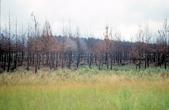 Sudafrika bis Tansania 1995-01-133.jpg