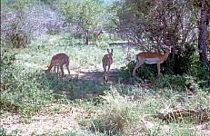 Thumbnail of Sudafrika bis Tansania 1995-01-078.jpg