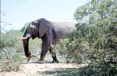 Thumbnail of Sudafrika bis Tansania 1995-01-082.jpg