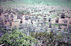 Thumbnail of Sudafrika bis Tansania 1995-01-087.jpg