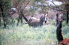 Thumbnail of Sudafrika bis Tansania 1995-01-093.jpg