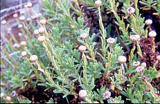 Thumbnail of Sudafrika bis Tansania 1995-01-113.jpg