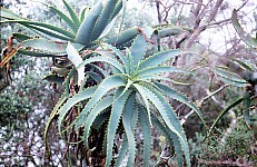 Thumbnail of Sudafrika bis Tansania 1995-01-134.jpg