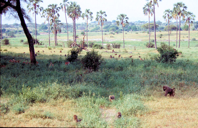 Sudafrika bis Tansania 1995-02-117.jpg