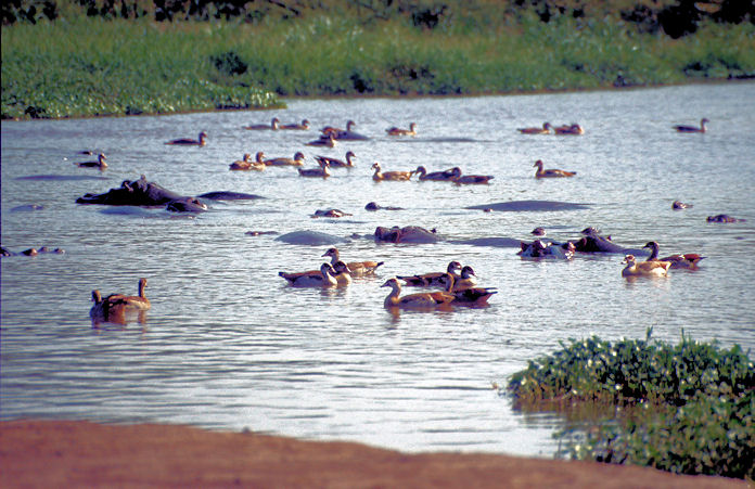 Sudafrika bis Tansania 1995-02-120.jpg