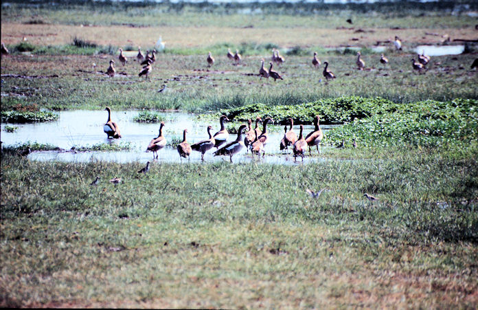 Sudafrika bis Tansania 1995-02-125.jpg