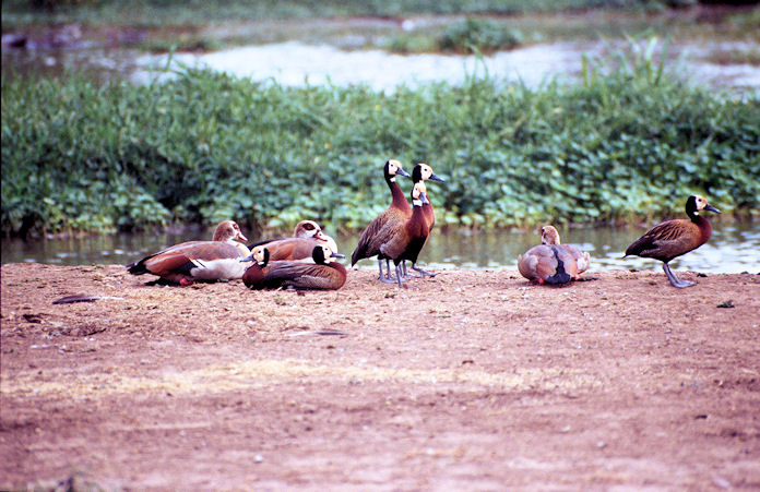 Sudafrika bis Tansania 1995-02-128.jpg