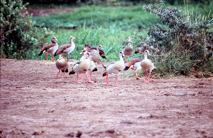 Sudafrika bis Tansania 1995-02-129.jpg