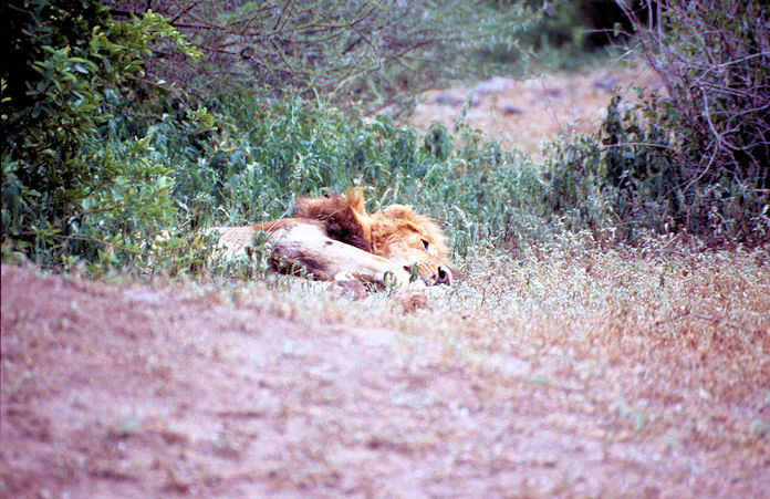 Sudafrika bis Tansania 1995-02-130.jpg