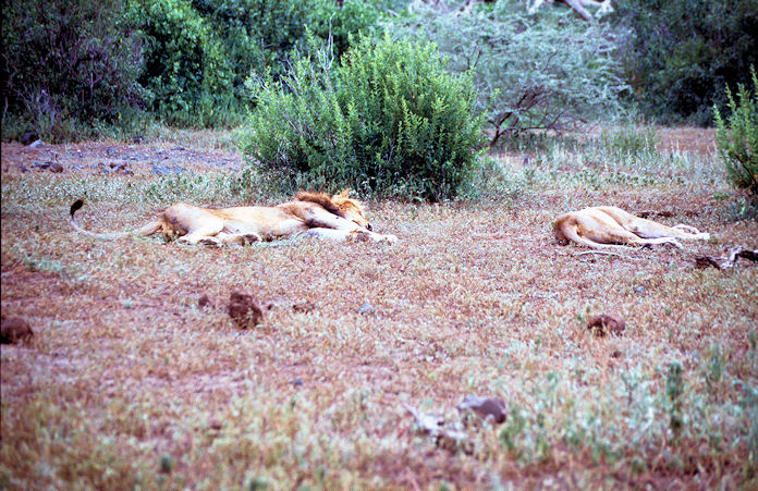 Sudafrika bis Tansania 1995-02-132.jpg