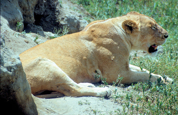 Sudafrika bis Tansania 1995-02-148.jpg