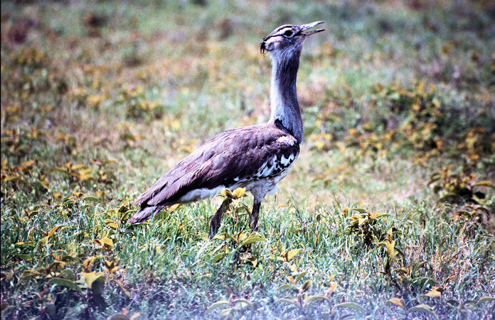 Sudafrika bis Tansania 1995-02-152.jpg