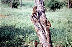 Thumbnail of Sudafrika bis Tansania 1995-02-115.jpg