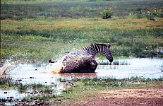 Thumbnail of Sudafrika bis Tansania 1995-02-123.jpg