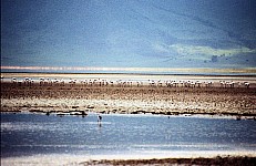 Thumbnail of Sudafrika bis Tansania 1995-02-143.jpg