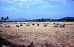 Thumbnail of Vietnam Brunei Malaysia-03-124.jpg