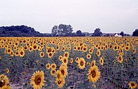 Thumbnail of Loire 1986-068.jpg